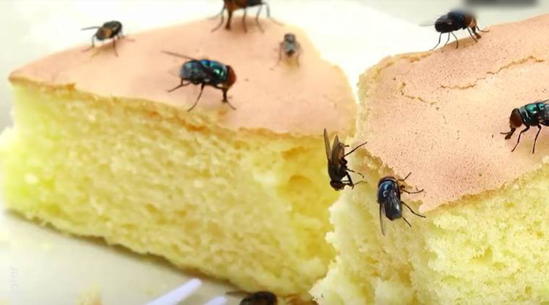 Ruồi – mầm móng gây bệnh cho con người 